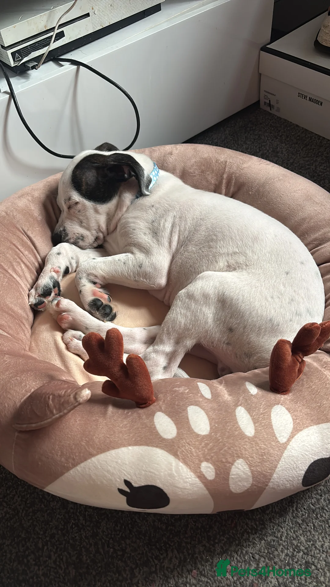 Staffordshire Bull Terrier dogs for sale: Staffy cross puppy  - Advert 1