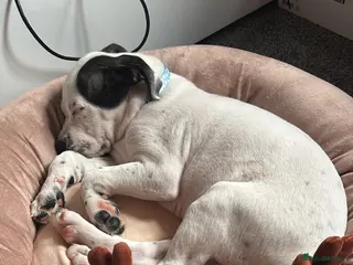 Staffordshire Bull Terrier dogs Staffy cross puppy - Advert 18