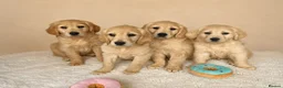 Golden Retriever dogs for sale: Golden retriever puppies - Advert 5