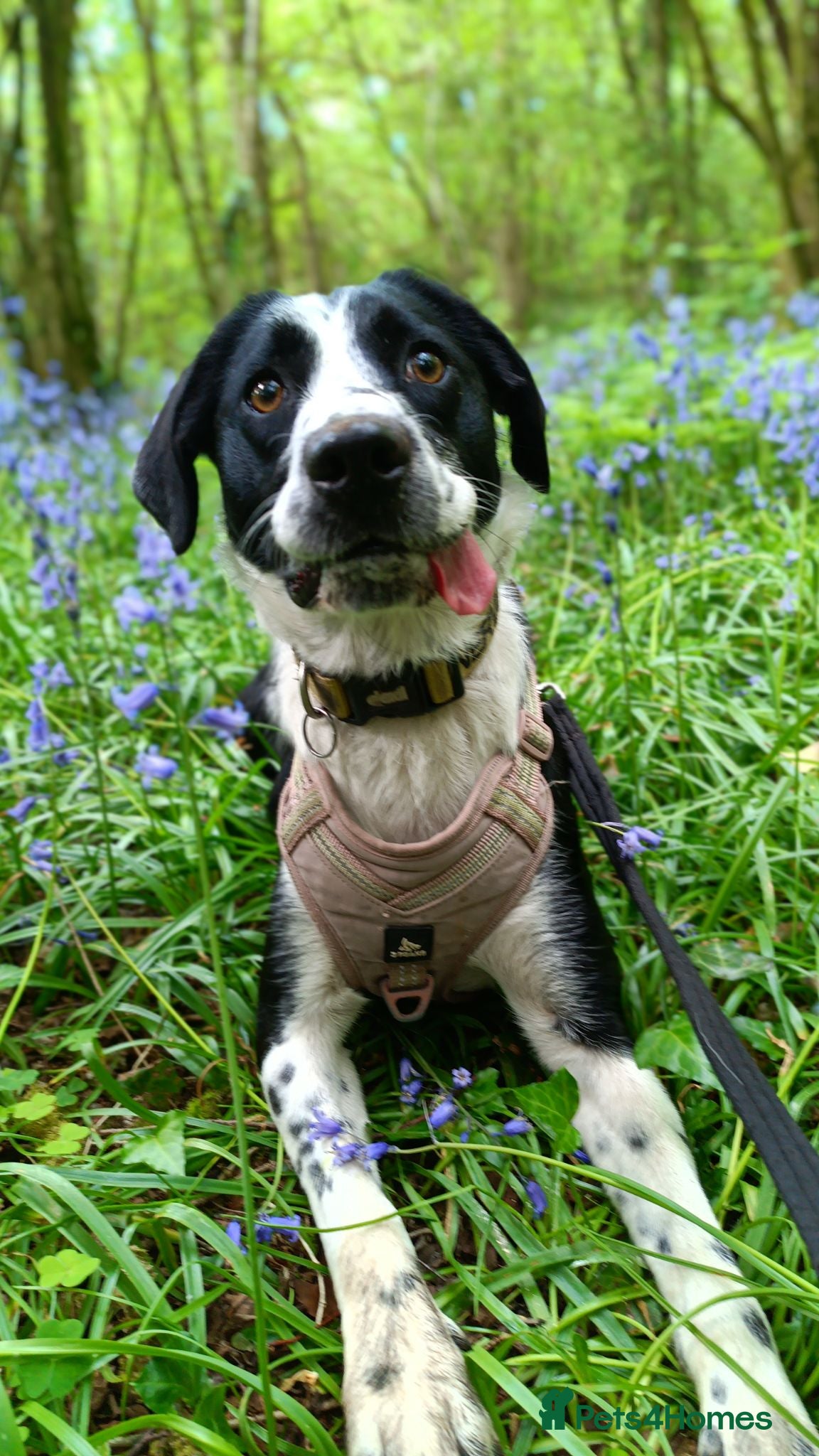 Mixed Breed dogs Poppadom Collie X Spaniel - Advert 13