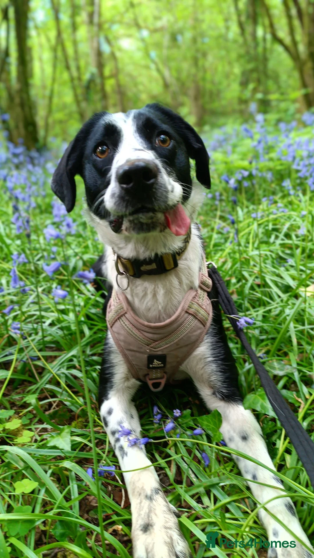 Mixed Breed dogs for sale: Poppadom Collie X Spaniel - Advert 1