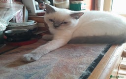 British Shorthair cats for sale: BSH Lilac Colourpoint Kittens  in Clacton-on-Sea - Image 4
