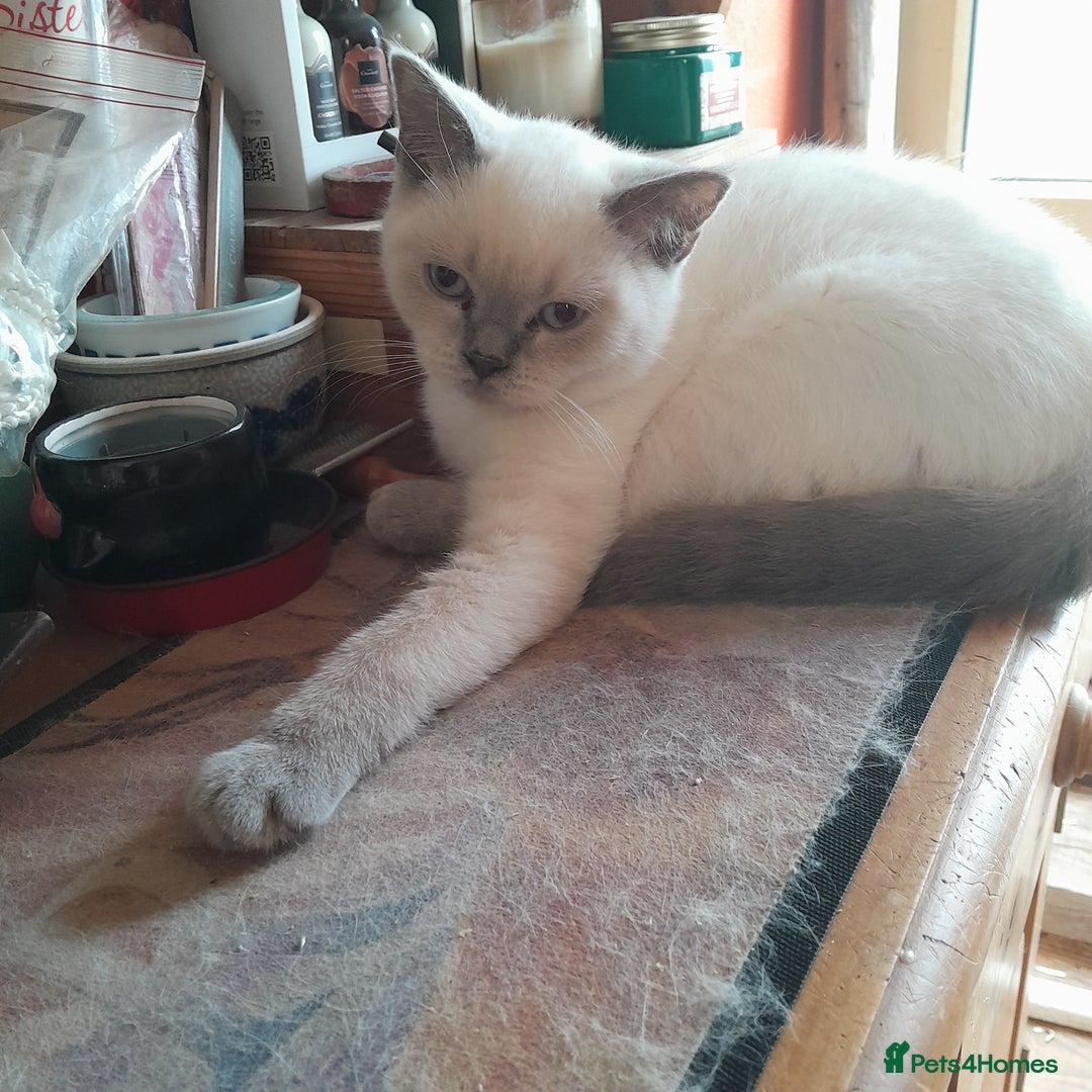 British Shorthair cats for sale: BSH Lilac Colourpoint Kittens  in Clacton-on-Sea - Image 4