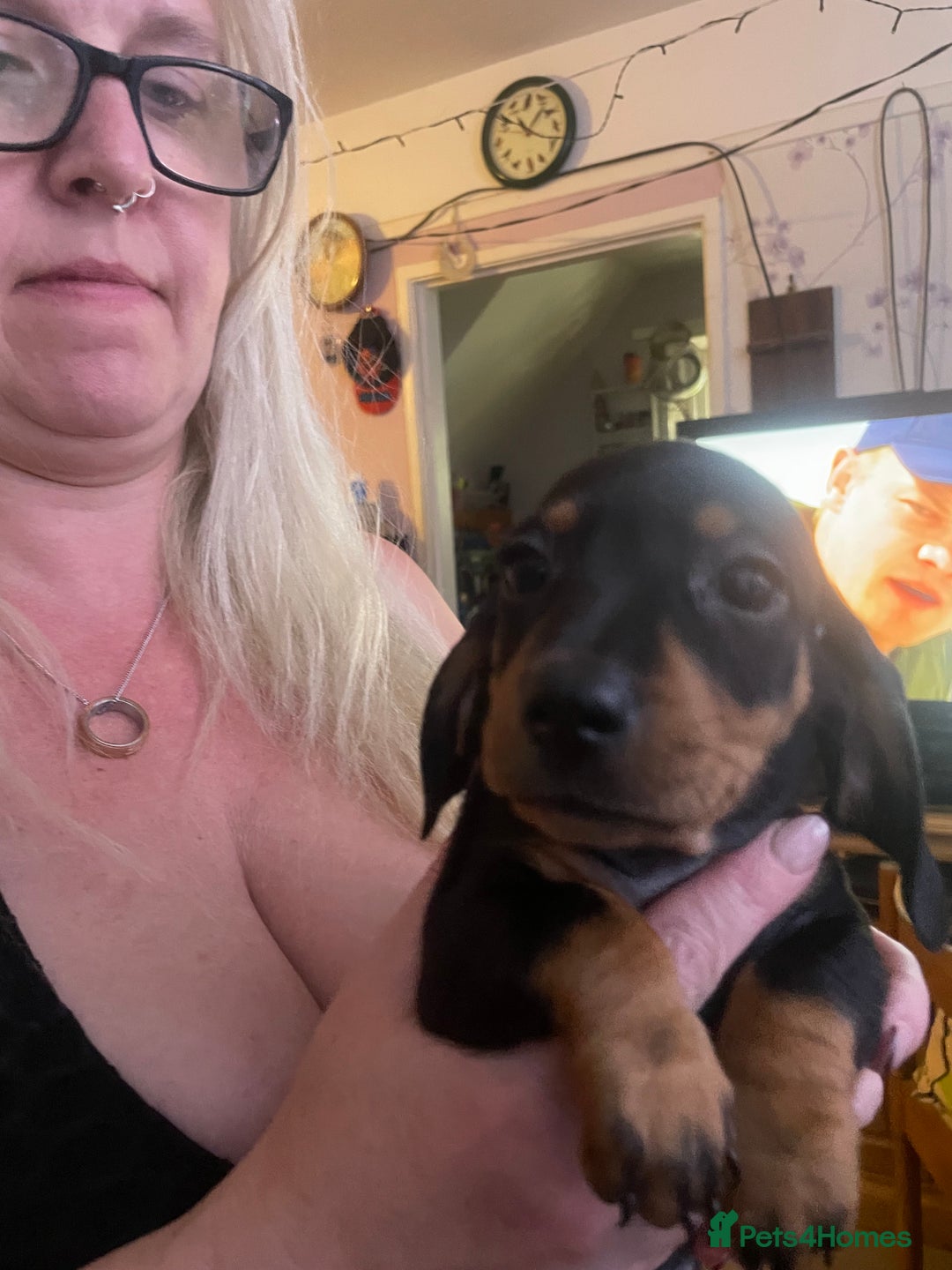 Dachshund dogs for sale: Beautiful dachshund puppies ready now - Image 7
