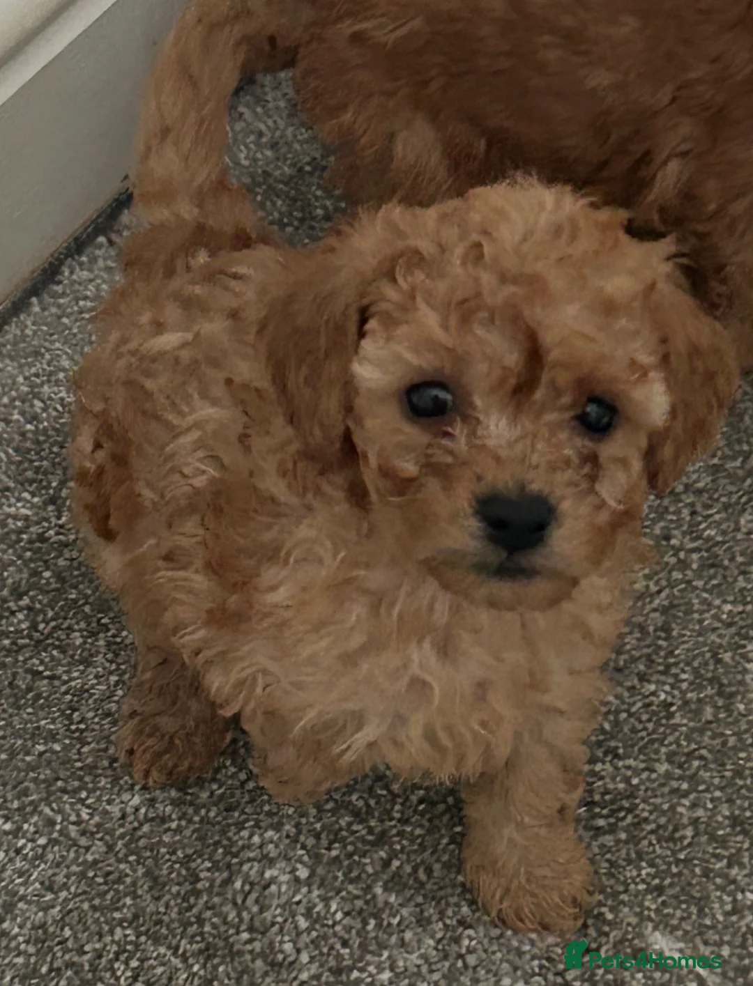 Toy Poodle dogs for sale: Toy poodle puppies  - Advert 1
