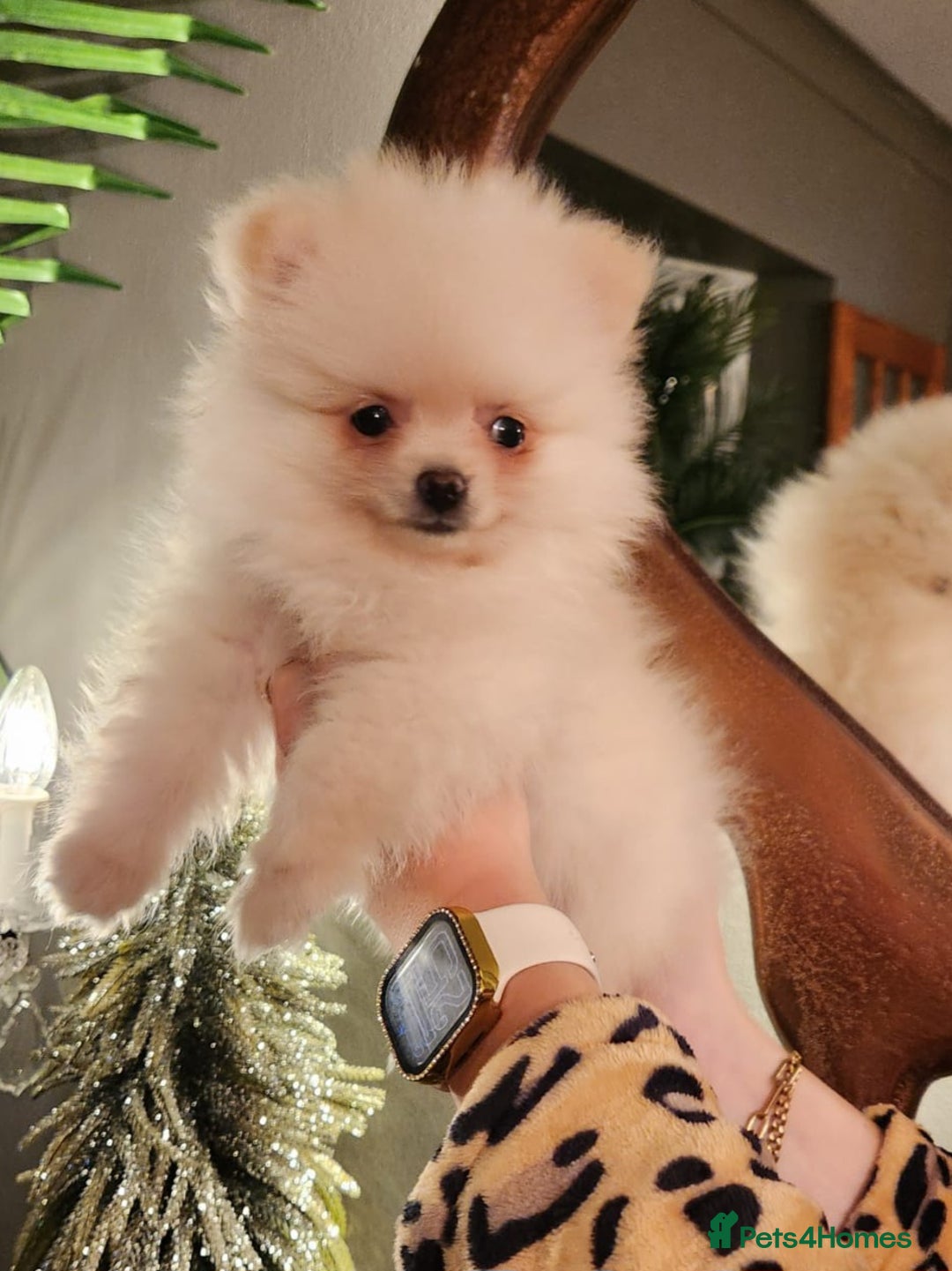 Pomeranian dogs for sale: K C registered beautiful Pomeranians - Advert 20