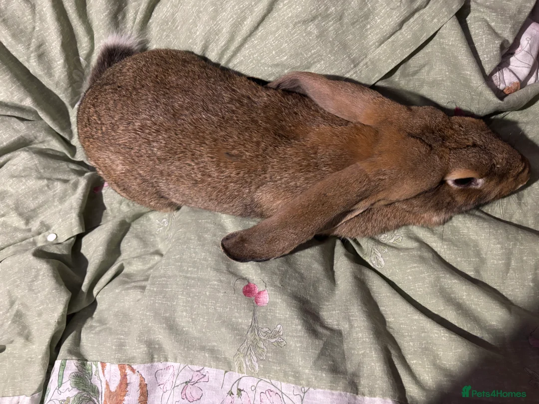 English Lop rabbits for sale: Female English lops  - Advert 6