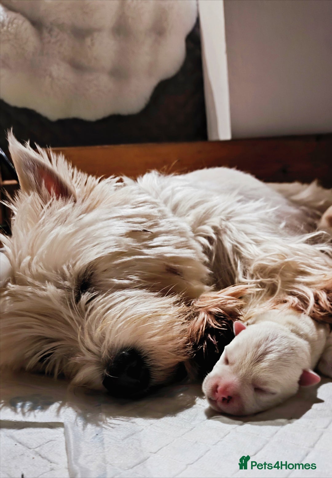 West Highland Terrier dogs for sale: West Highland White Terrier Puppies ♥️💙💚💜 - Advert 10