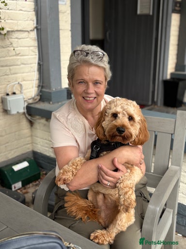 Gallery Image {{count}}