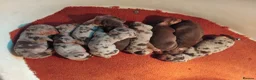 Miniature Dachshund dogs for sale: Miniature dachshund  - Advert 3
