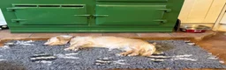Miniature Dachshund dogs for sale: Two year old beautiful kc registered cream girl - Advert 9