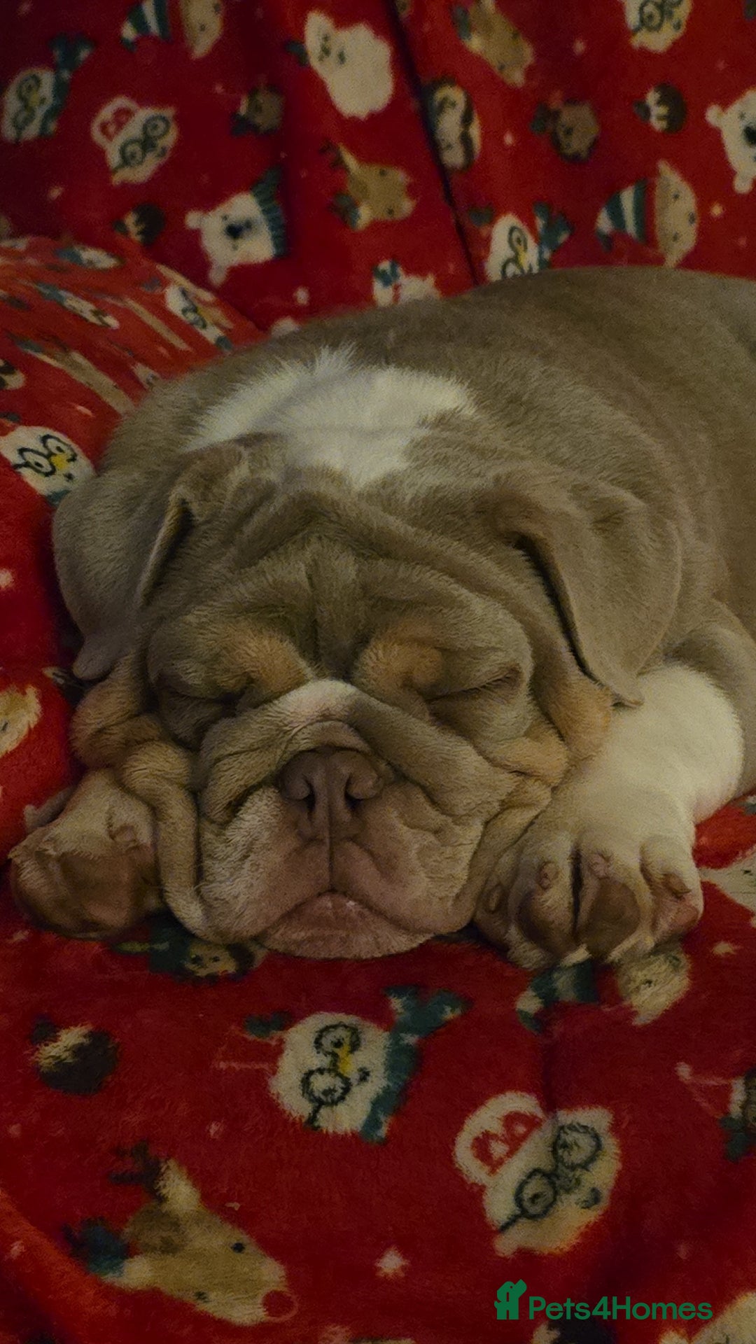 English Bulldog dogs for sale: English bulldog puppy  - Image 2