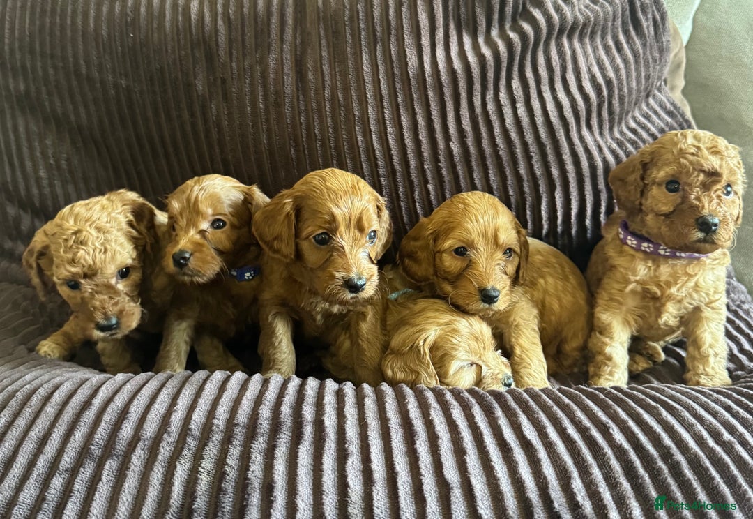 Cavapoo dogs for sale: Toy cavapoo  - Advert 7