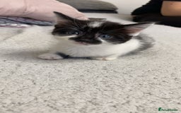 Mixed Breed cats for sale: Kittens for sale in Peterborough  - Image 2