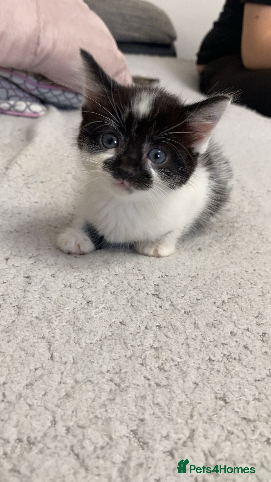 Mixed Breed cats for sale: Kittens for sale in Peterborough  - Image 2