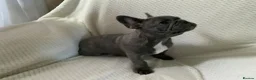 French Bulldog dogs for sale: KC registered adorable french bulldog boy  - Advert 12