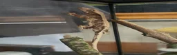 Gecko reptiles for sale: Crested geckos for sale🦎 - Advert 4