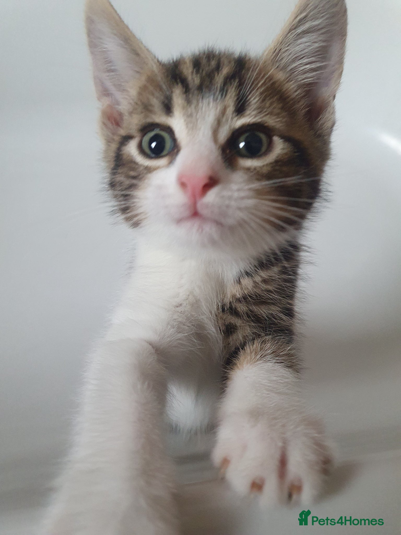 Mixed Breed cats Male Tabby Kitten - Advert 15