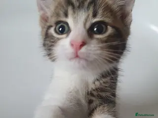 Mixed Breed cats Male Tabby Kitten - Advert 15