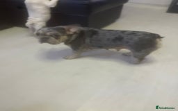 French Bulldog dogs for sale: french bulldog boy  - Advert 2