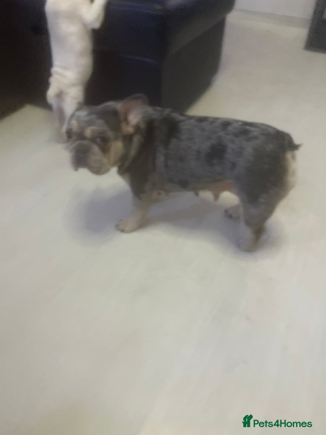 French Bulldog dogs for sale: french bulldog boy  - Advert 2