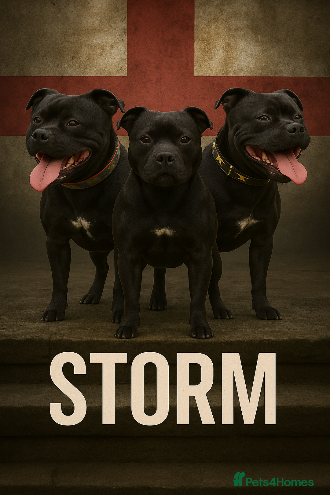 Staffordshire Bull Terrier dogs for sale: 🌟 Top Quality blue / black staff's 🌟  - Advert 2