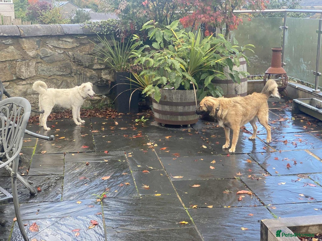 Mixed Breed dogs for adoption: Adorable Abbie is still Looking for Love 🐾 - Image 16