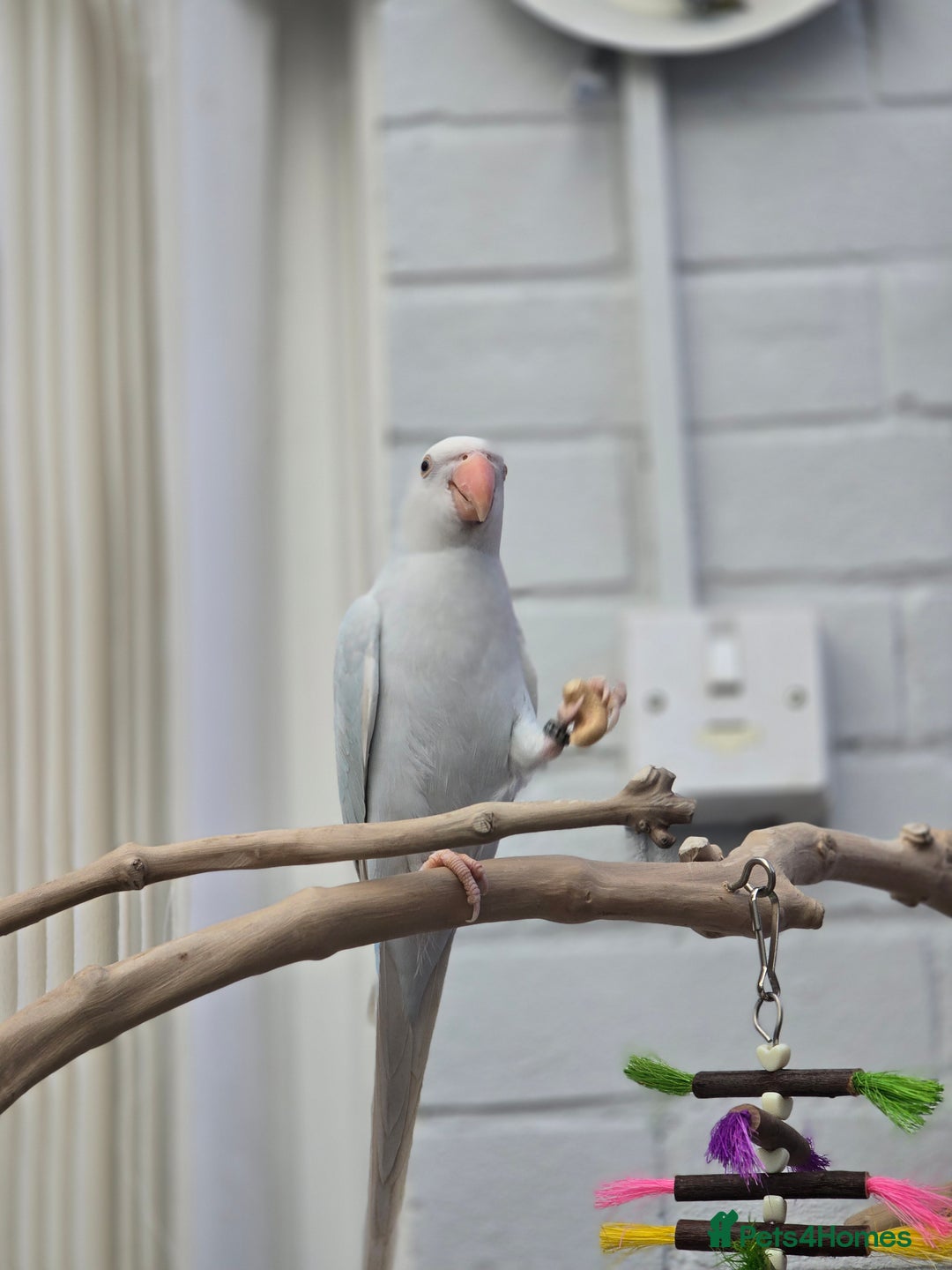 Ringnecks birds for sale: Blue Indian ringneck 9 months old - Advert 3