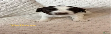 English Springer Spaniel Puppy 1