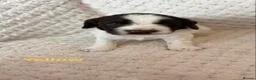 English Springer Spaniel dogs for sale: Springer Spaniel Puppies for Sale –  - Advert 18