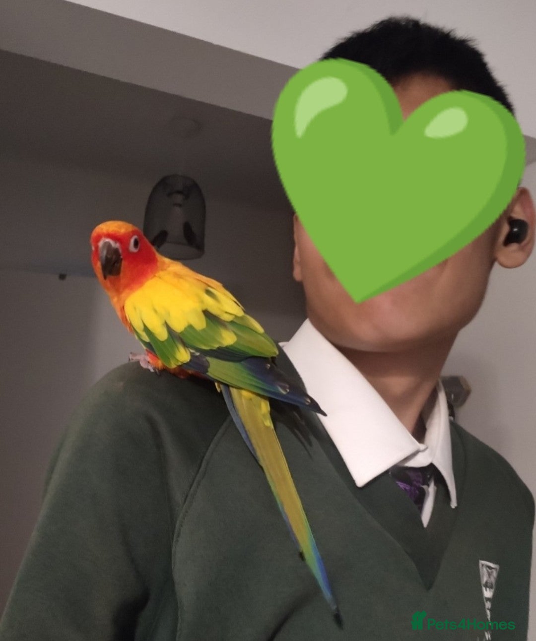 Conures birds Sun Conure  - Advert 11