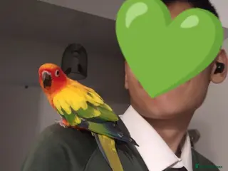 Conures birds Sun Conure - Advert 11