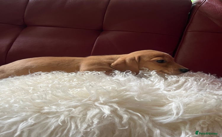 Miniature Dachshund dogs - Advert 1