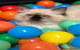 Ragdoll cats for sale: GCCF REGISTERED DNA TESTED PARENTS AND CLEAR  - Image 8