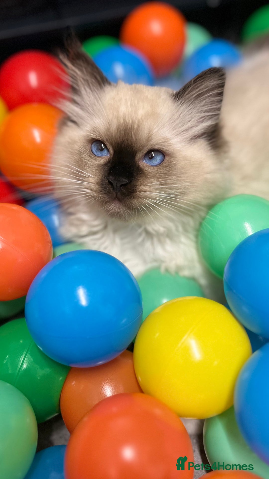Ragdoll cats for sale: GCCF REGISTERED DNA TESTED PARENTS AND CLEAR  - Image 8