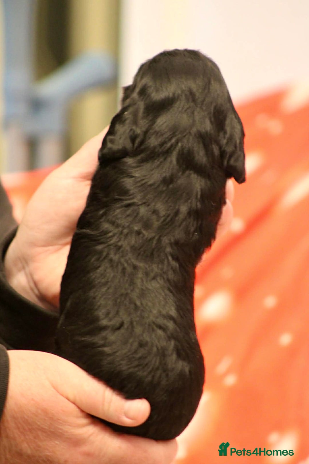 Cockapoo dogs for sale: Cockapoo puppies  - Advert 11