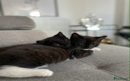 Mixed Breed cats for sale: 🐾 Sweet Cat Duo Looking for a Loving Home 🐾 - Image 10