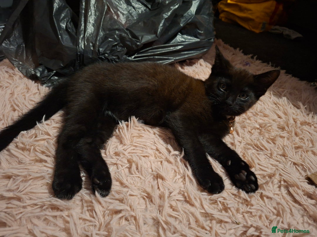 Mixed Breed cats for sale: Male kitten read to go  - Image 4