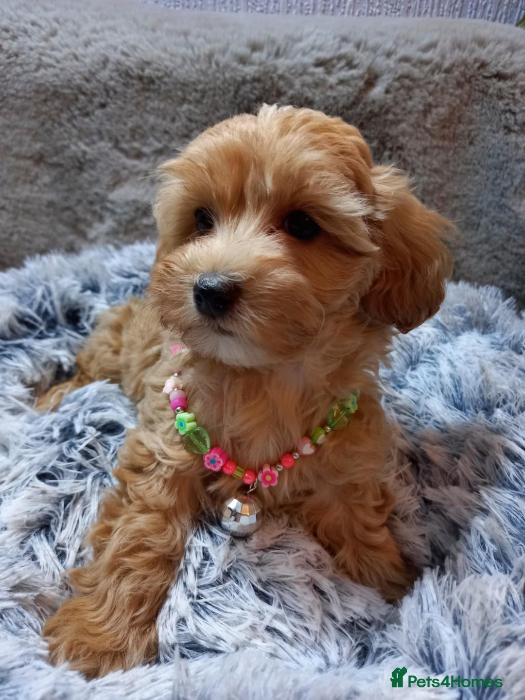 Maltipoo dogs for sale: Beautiful F1 Puppies for Sale! - Advert 8