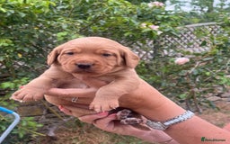 Cockerdor dogs for sale: Beautiful Cockerdor puppies for sale  - Image 7