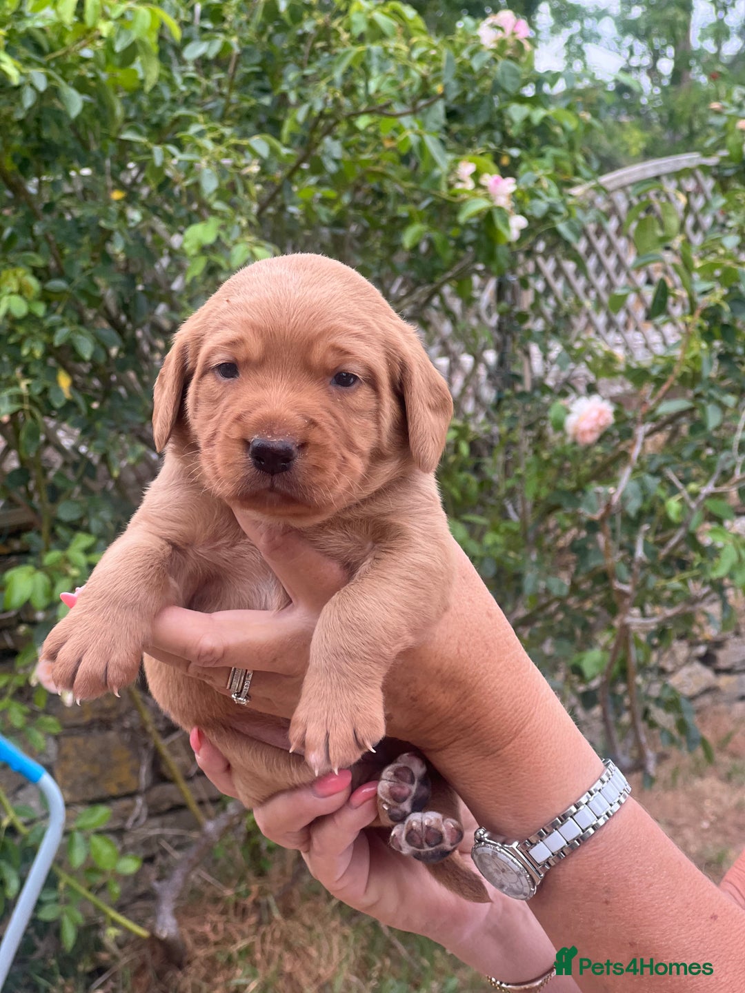 Cockerdor dogs for sale: Beautiful Cockerdor puppies for sale  - Image 7