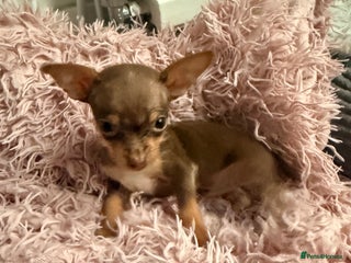 Chihuahua dogs ❣️❣️❣️Adorable Chi looking for forever home ❣️❣️ - Advert 1