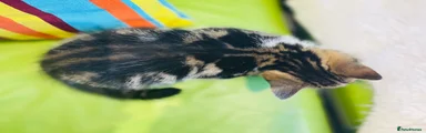 Mixed Breed 5