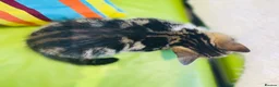 Mixed Breed cats for sale: Kittens for sale ,mixed breed, wonderful behaviour - Advert 22