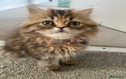 Persian cats for sale: Persian kitten still looking for her forever home  in Gateshead - Image 5