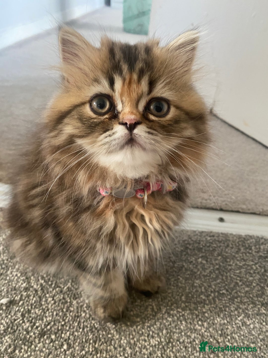 Persian cats for sale: Persian kitten still looking for her forever home  in Gateshead - Image 5