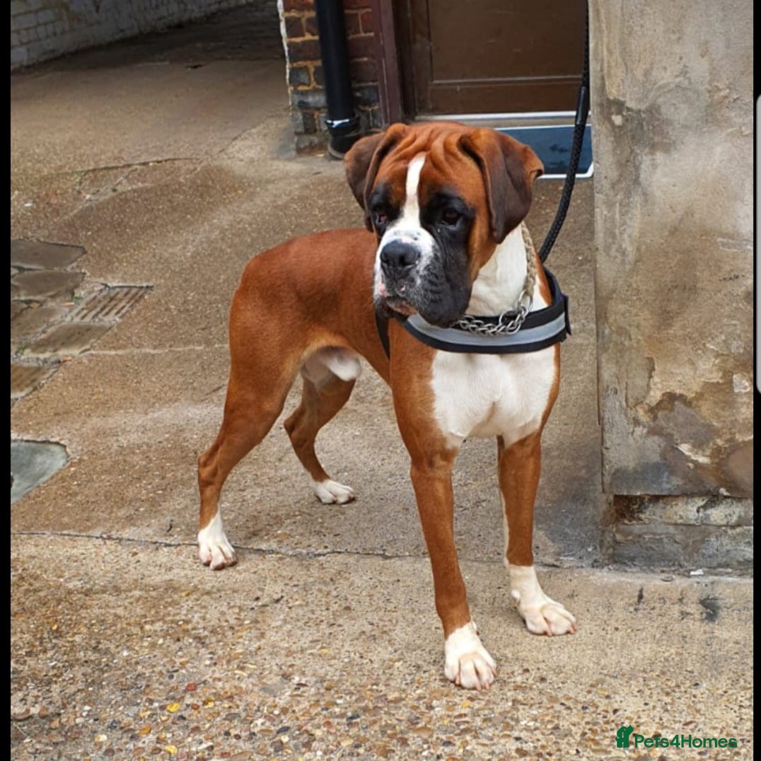 Boxer dogs 5⭐️ Licenced. 0 Heart Score. 31 litters n counting in Lincoln - Advert 2