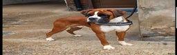 Boxer dogs for stud: 5⭐️ Licenced. 0 Heart Score. 31 litters n counting in Lincoln - Advert 1