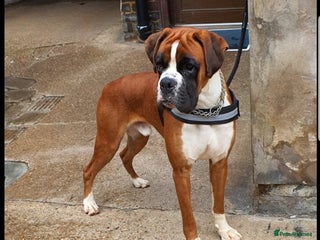 Boxer dogs in Lincoln - Advert 6
