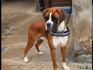 Boxer dogs 5⭐️ Licenced. 0 Heart Score. 31 litters n counting in Lincoln - Advert 11